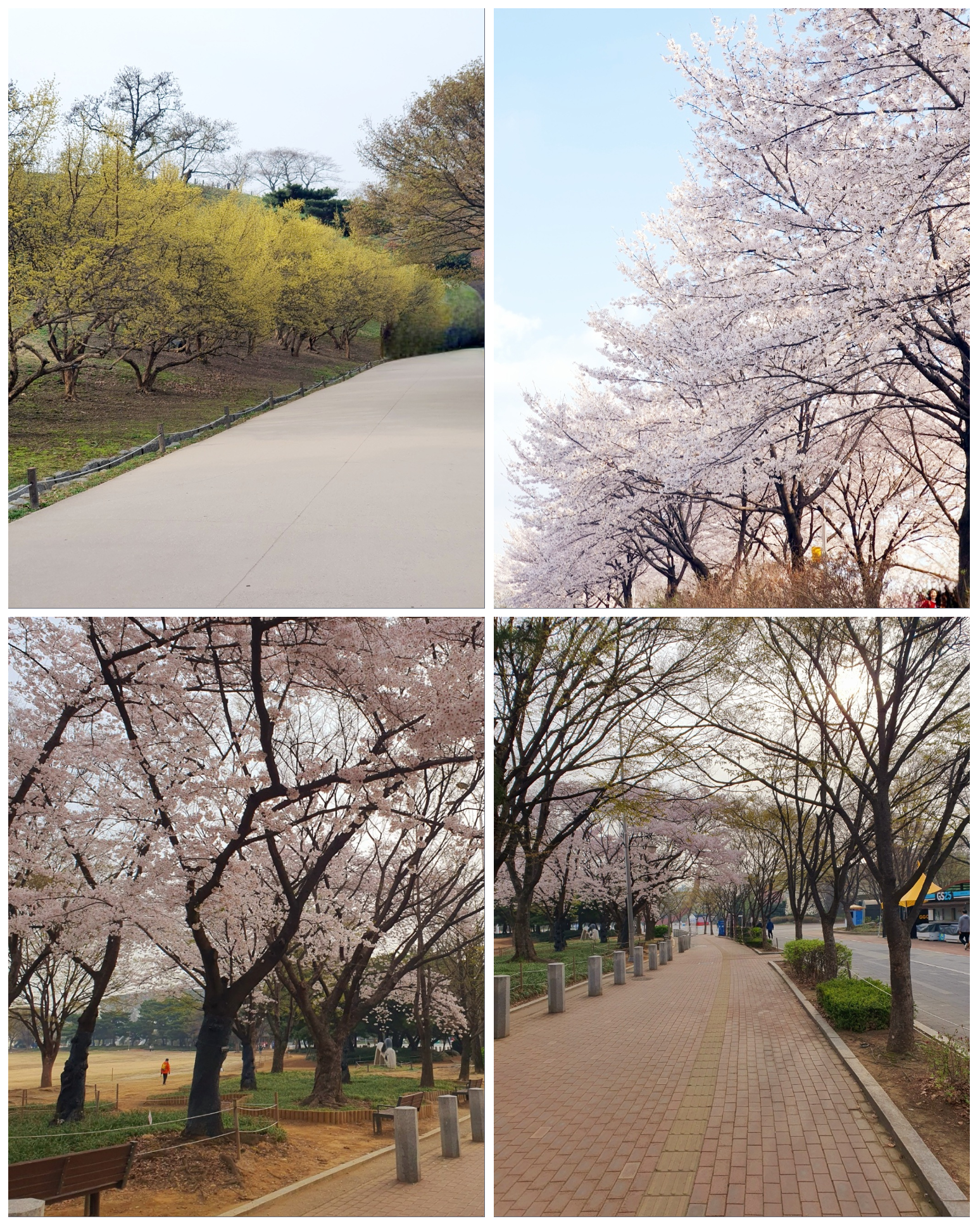 화사해진-공원-길을-걸으면-기분이-좋아요.