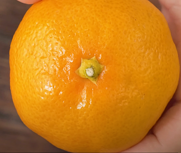 꼭지가 푸른 녹색이어야 싱싱한 귤이에요_백년밥상유튜브