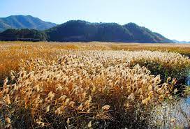 억새 갈대 차이