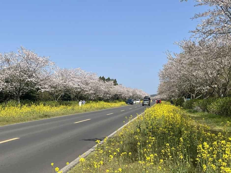 2026. 서귀포 유채꽃 축제 총정리