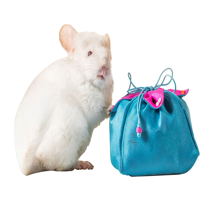 2026 쥐띠 신년 무료 운세