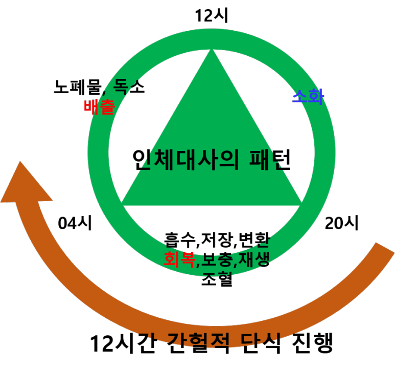 인체 대사의 패턴(12시간 간헐적 단식)