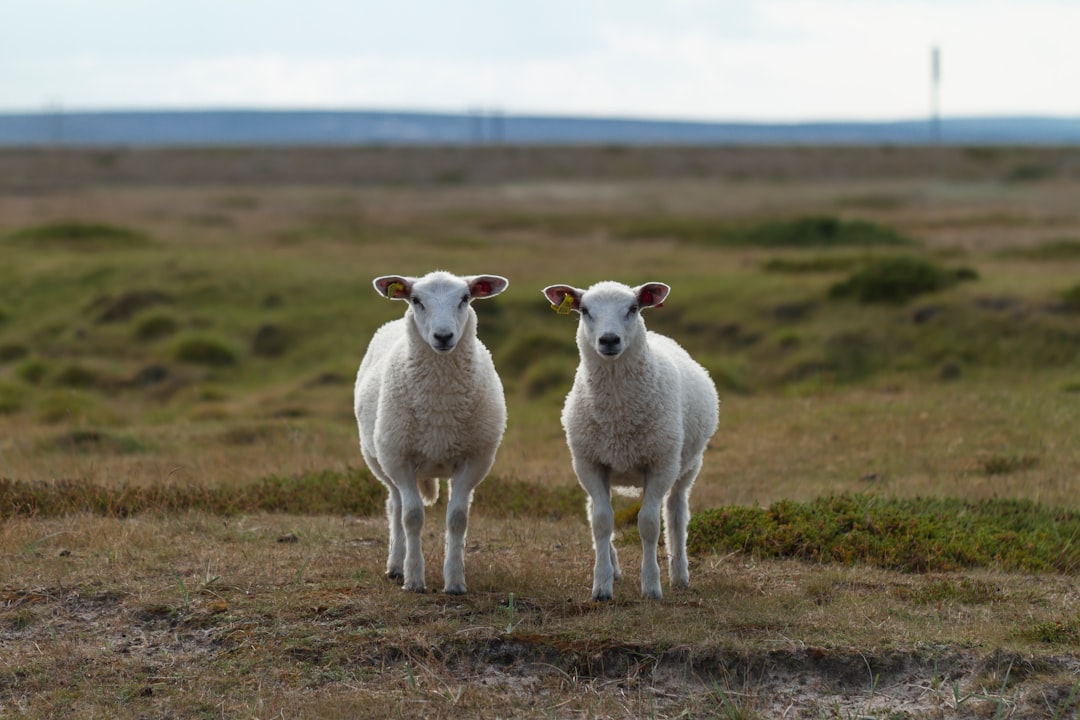 Pair