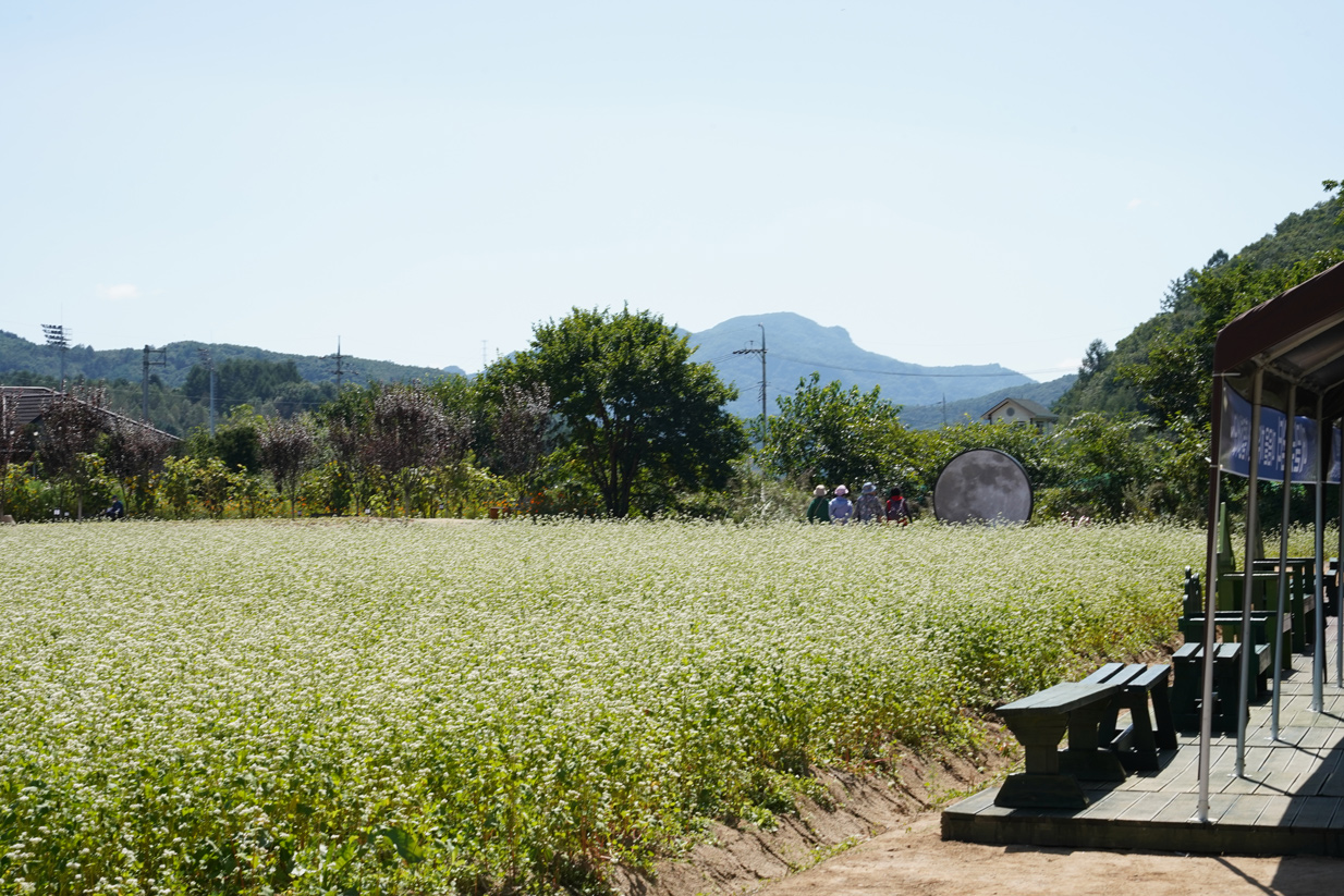 효석문화제 현장사진