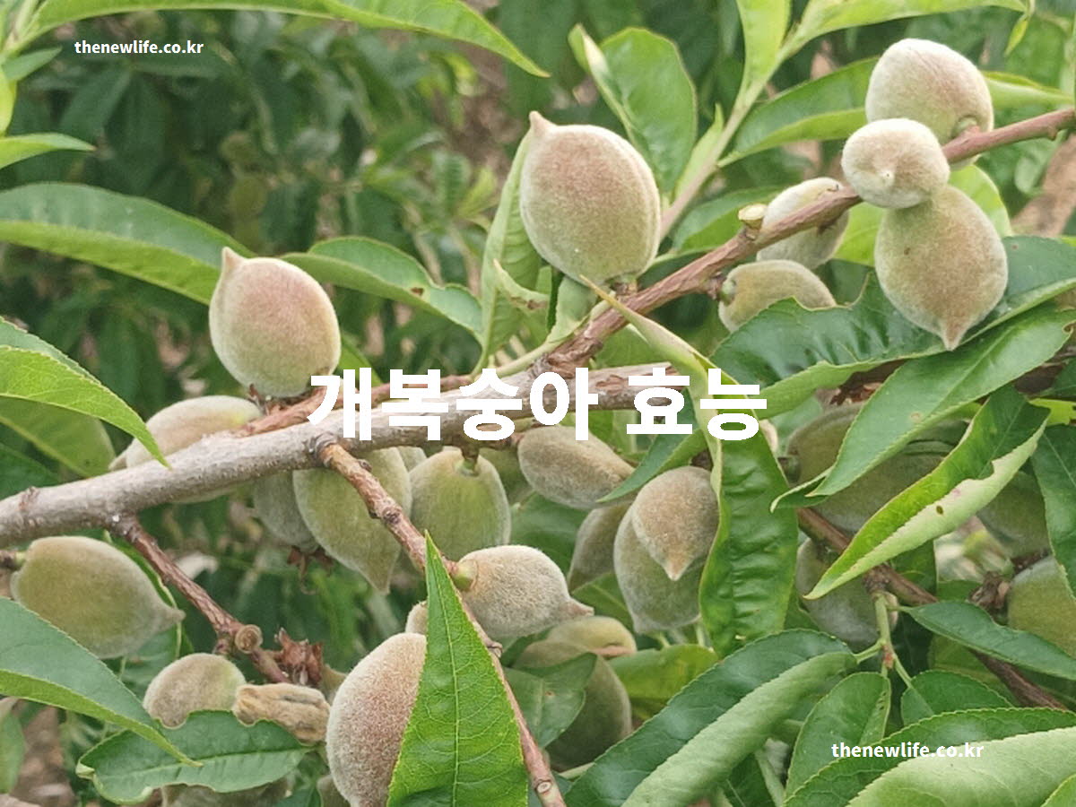 개복숭아 효능 대표 실사진