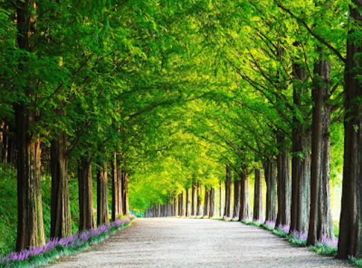 메타세쿼이아길 - 사계절 인생샷 명소