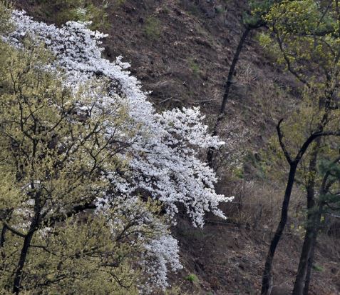 평택 벚꽃 명소