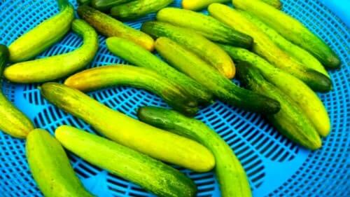 물없이-오이지-만들기-담그는법-세척하기