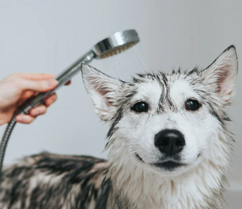 강아지 목욕 물 온도, 화상 위험 없는 황금 온도 측정법