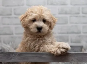 말티푸가격 2024년 솔직한 분양가 정보_2