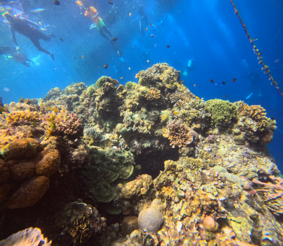 나팔링 리프의 산호초와 스노클링