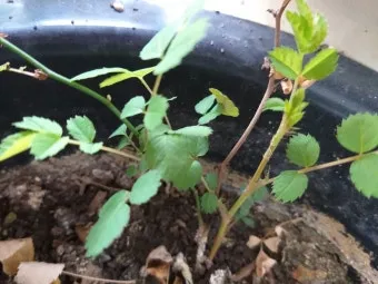 장미 삽목하는 방법 집에서 쉽게 번식하는 팁_25