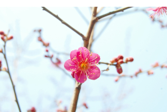 3월 봄꽃 축제 여행지 광양 매화축제