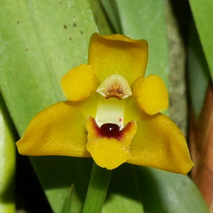 막실라리아 분갈이2