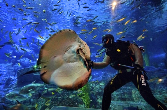 씨라이프부산아쿠아리움-가볼만한곳-추천