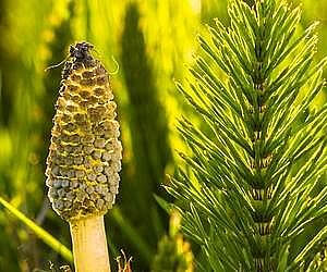 뼈골절에 좋은 음식 쇠뜨기