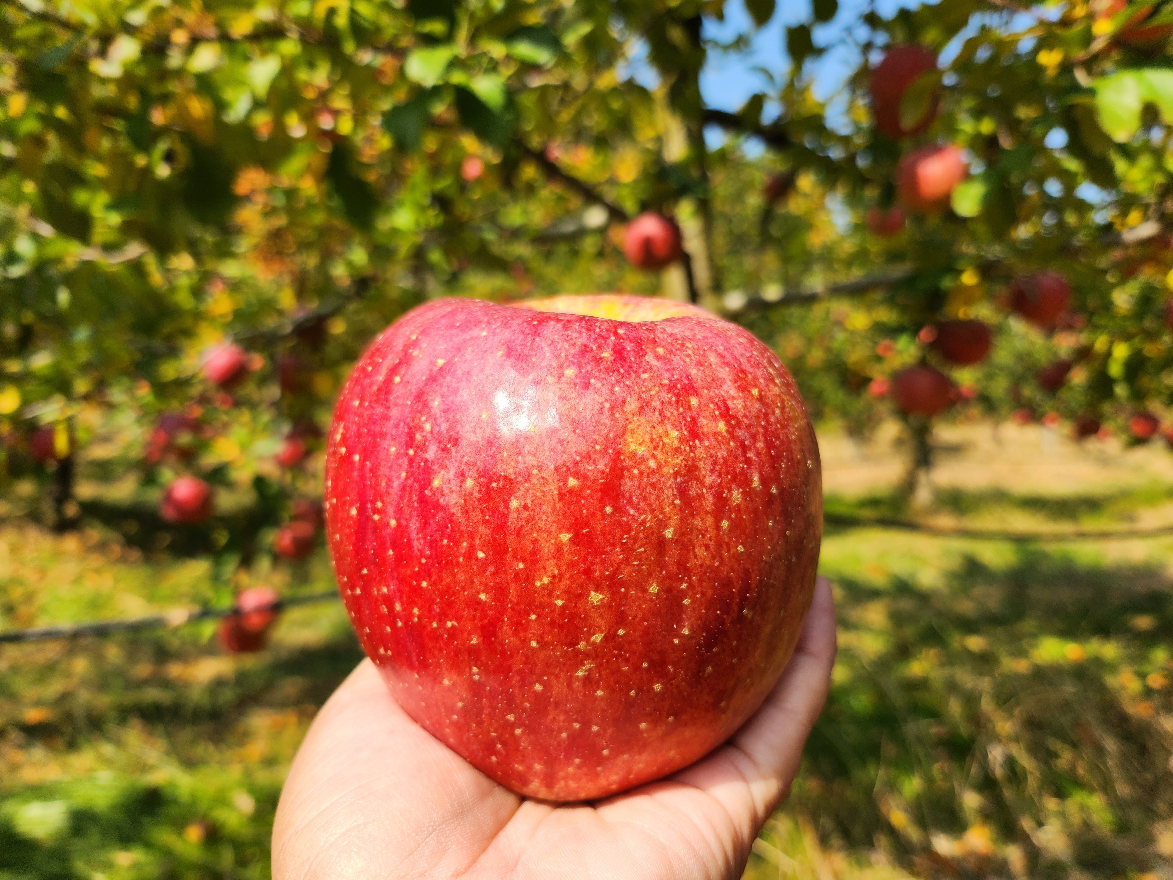 고지혈증에 좋은음식-사과