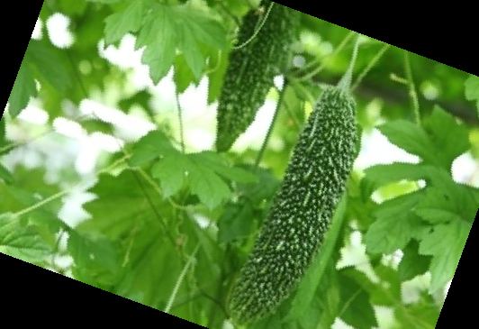 여주 효능 부작용