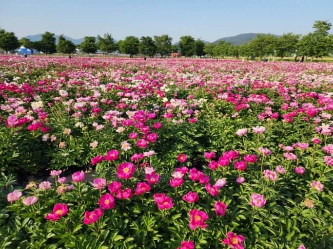 2025 함안 칠서청보리작약축제 총정리 사진