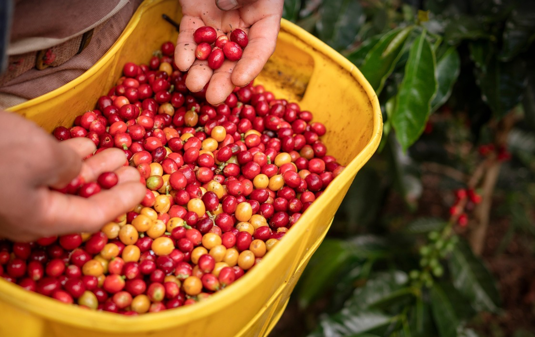 커피 열매 사진
