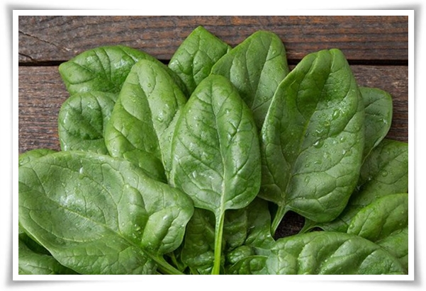 텃밭관리 &quot;3월에 심기 좋은 작물&quot; 감자 당근 상추 시금치 대파 비트 완두콩 ...