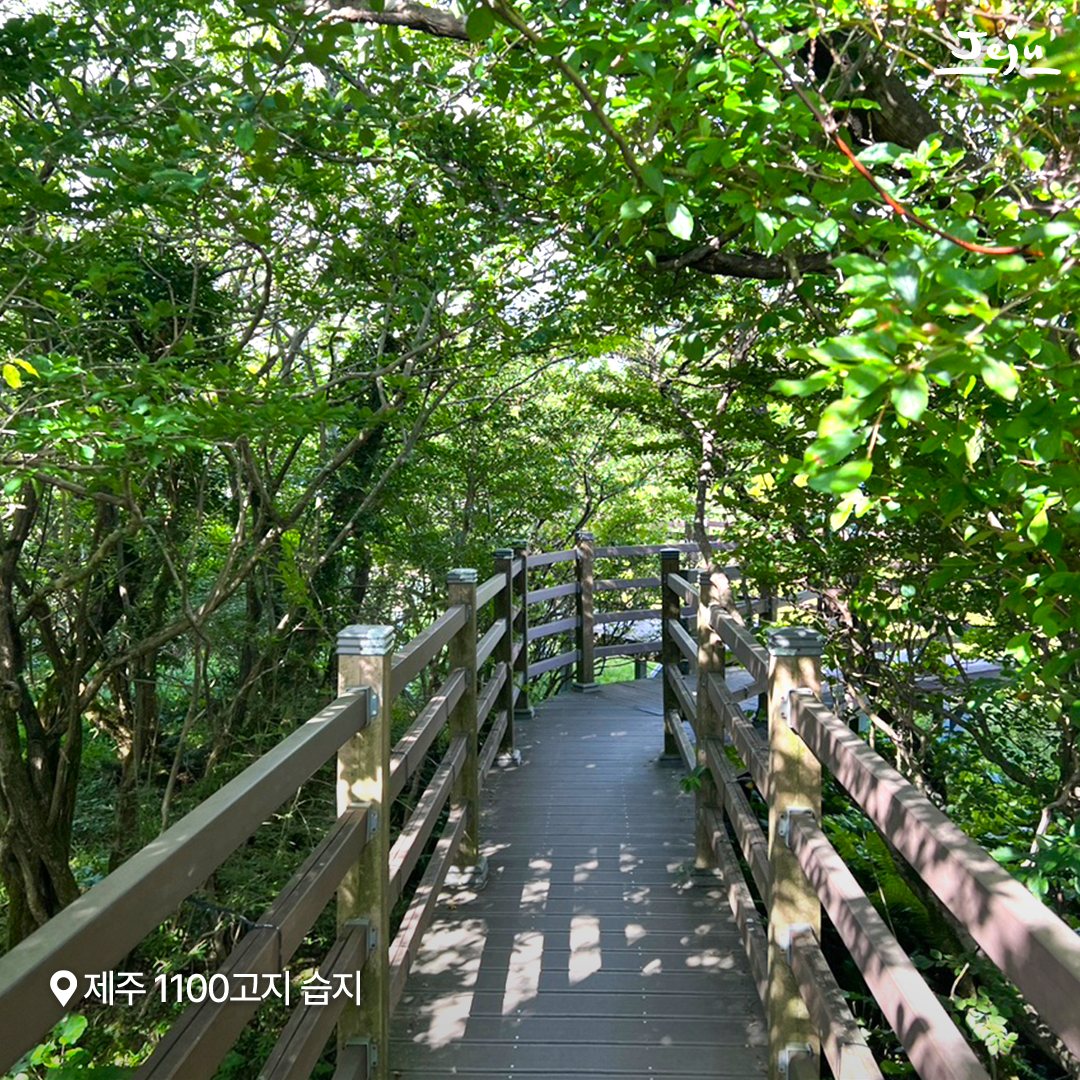 해발 1,100m에 차로 올라가는 람사르 습지 제주 1100고지