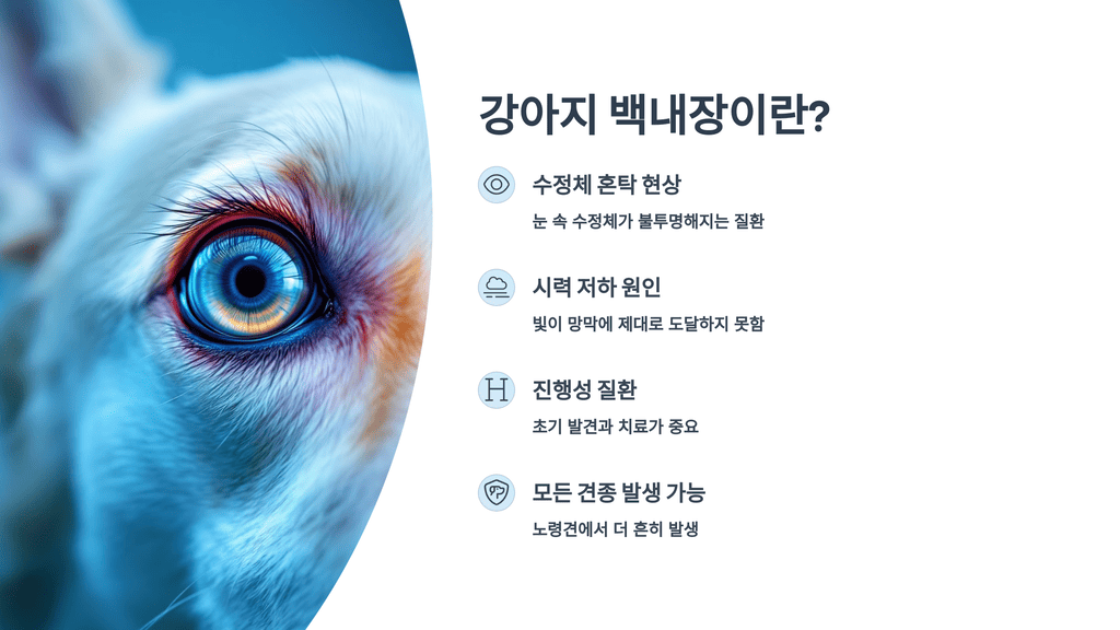 강아지 백내장이란?