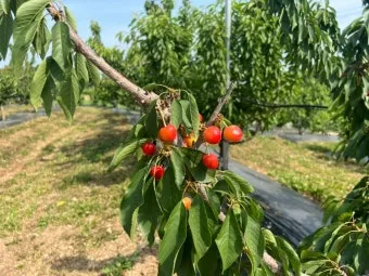 체리나무 재배법 건강한 과일 나무 키우기_17