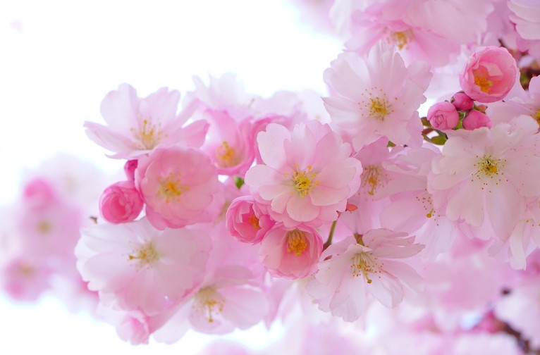 2025년 고양국제꽃박람회 일정 + 입장권 사전예매 방법 총정리