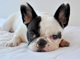 개 피부에 검은 반점이 있다