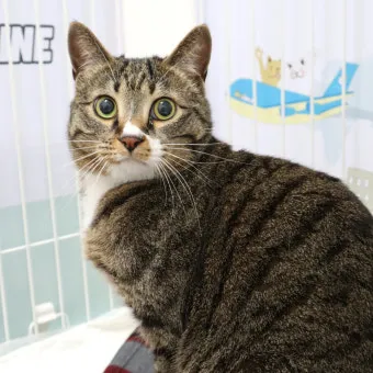 코리안숏헤어 코숏 고양이 종류 몸무게 고등어_9