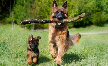 강아지 나이 계산법 완벽 정리 22