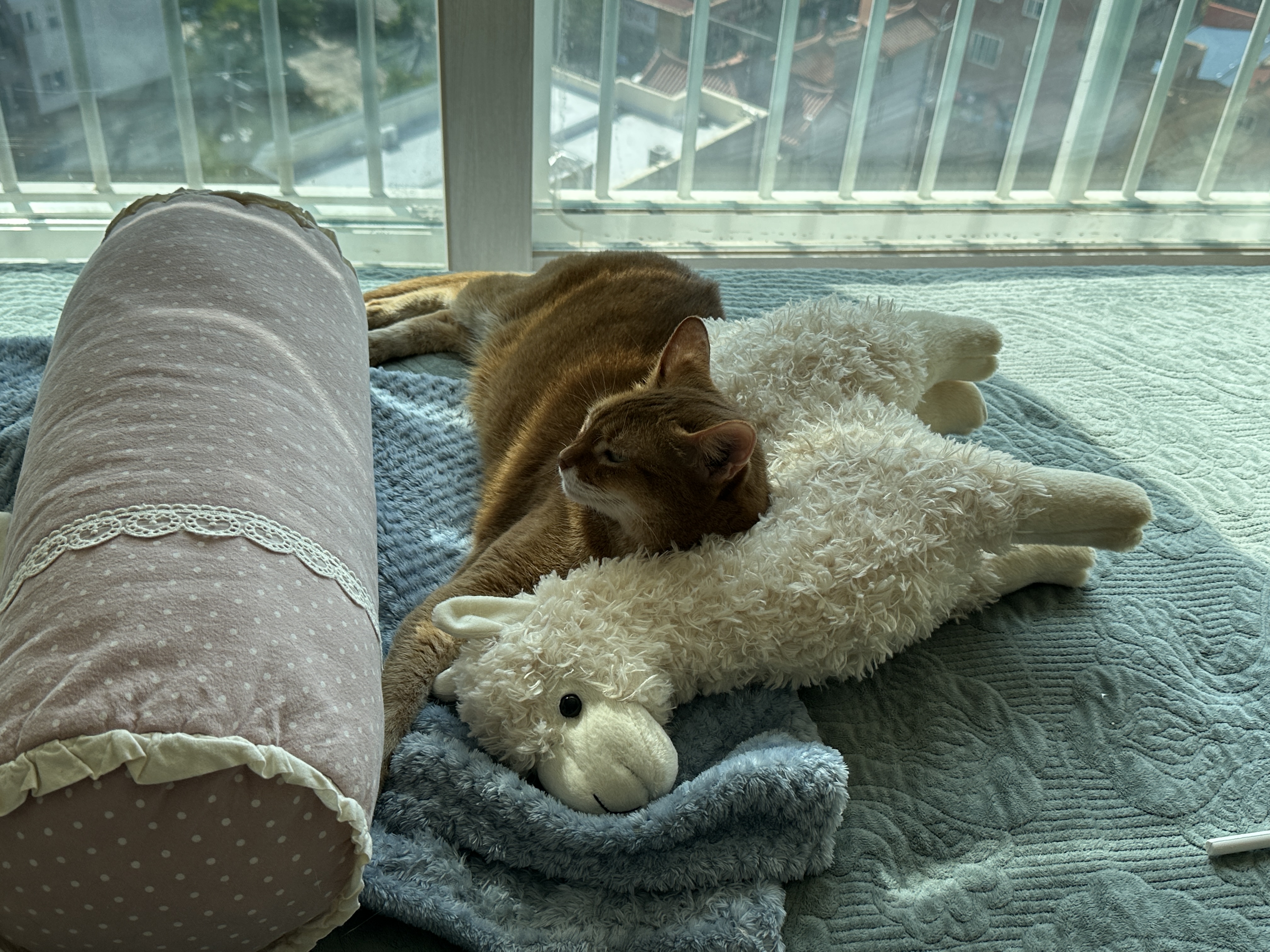 라마_인형에_기대어_있는_아비시니안_루나