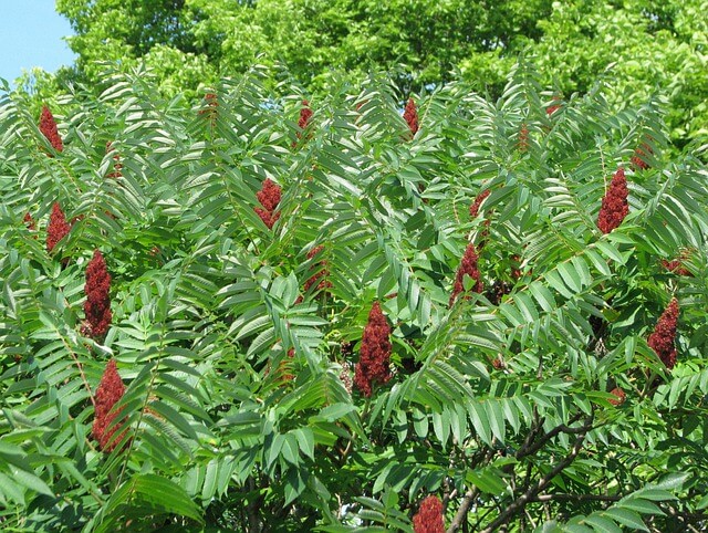 sumac1