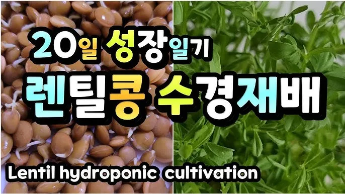 렌틸 재배 봄 파종 배수 확보 건조 수확_4