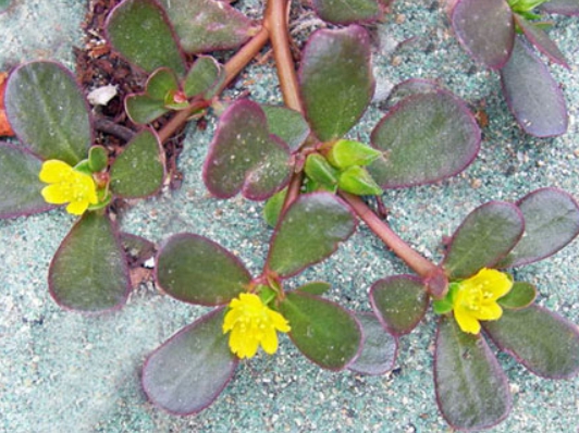 가을에 피는 꽃 쇠비름