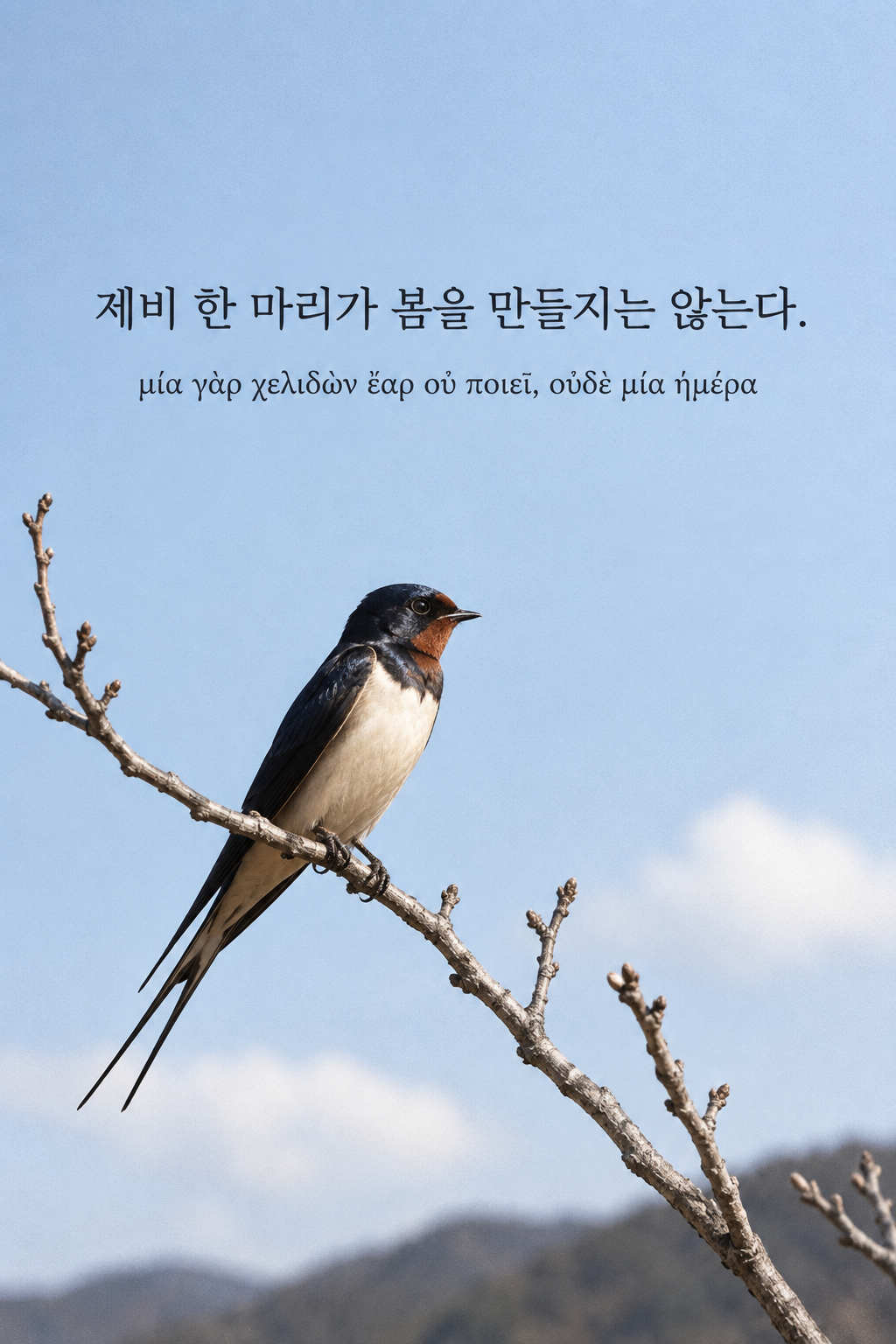 아리스토텔레스 명언 9 — 제비 한 마리가 봄을 만들지는 않는다. — 온카메라 플래시 스냅