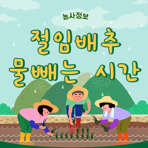 절임배추 물빼는 시간