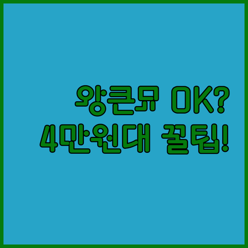 거묘도 쓴다는 4만원대 가성비 고양이..