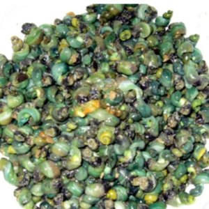 6월-제철-해산물-다슬기