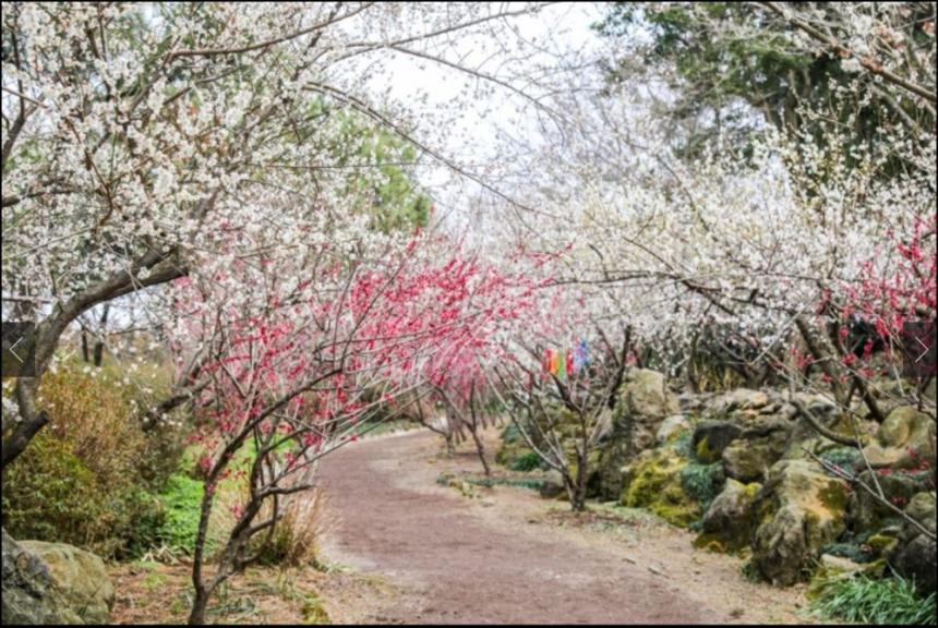 봄 축제 가볼만한곳: 제주 휴애리 매화축제