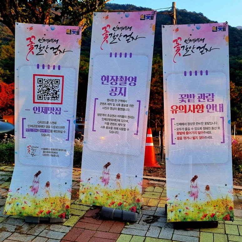 2024 강원도 인제 가을꽃 축제: 꽃길만 걷자 노을빛 국화 풍경, 단풍 후기 (10.17.)