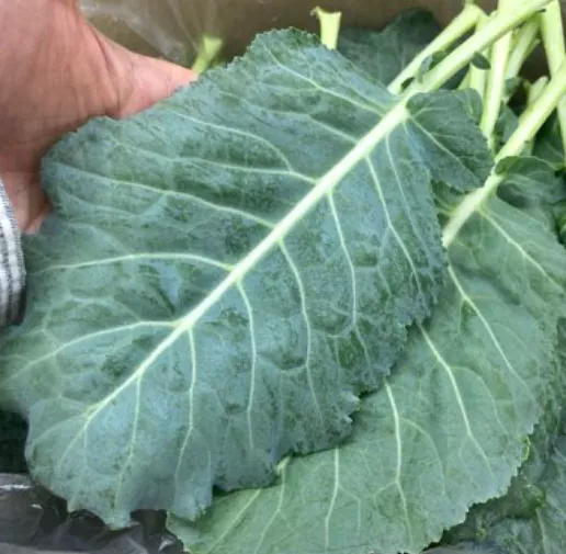 무릎-관절에-좋은-음식-건강