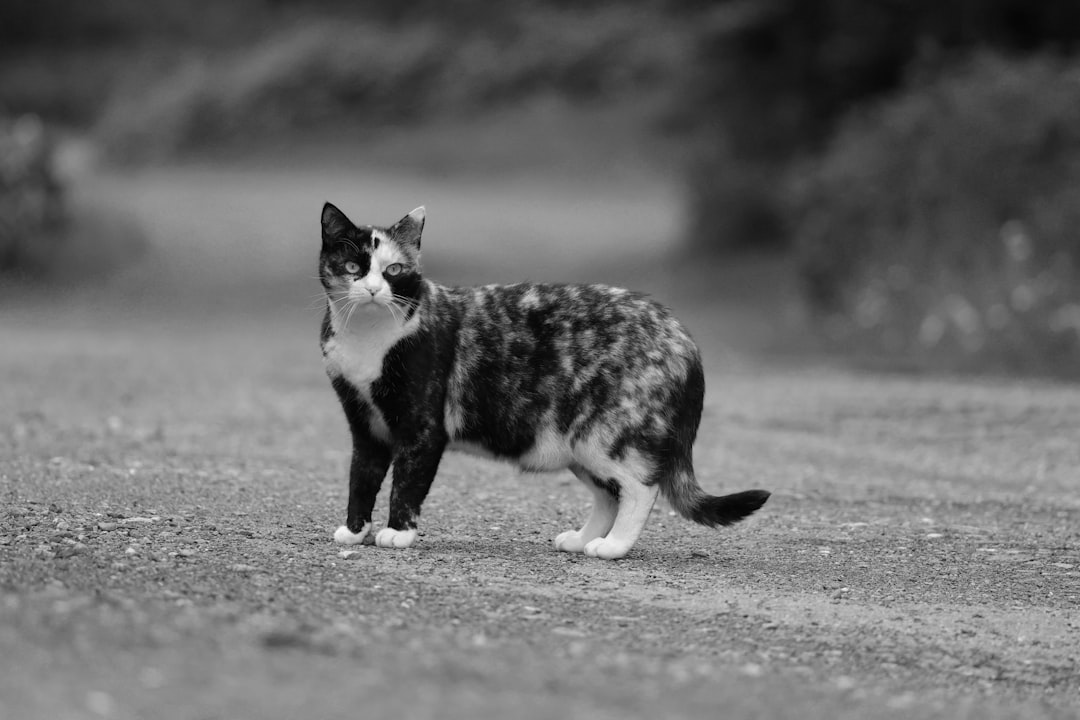 Companion