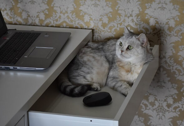 쥐랑-고양이-사진이지만-사실-쥐는-마우스였다