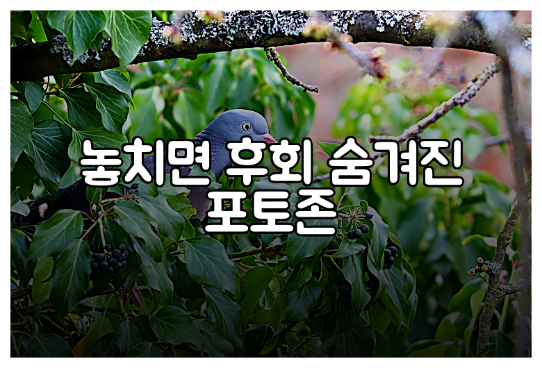 놓치면 후회 숨겨진 포토존