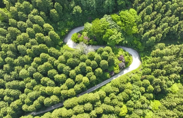 [정원수목]모기&middot;해충 줄이는 정원수 추천 10가지