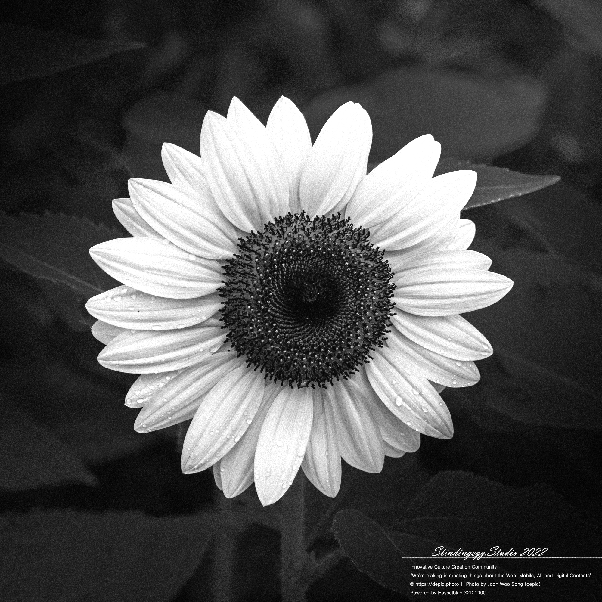 #꽃 #공원 #해바라기 #이슬 #함양 #상림공원