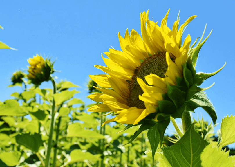 김제시 일상회복지원금-지역경제 활성화의 새로운 희망 관련사진