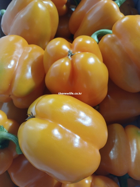 체내 나트륨 배출을 돕고 혈압 조절과 부종 완화에 효능이 있는 칼륨의 영양 성분이 았는 파프리카 실물 사진